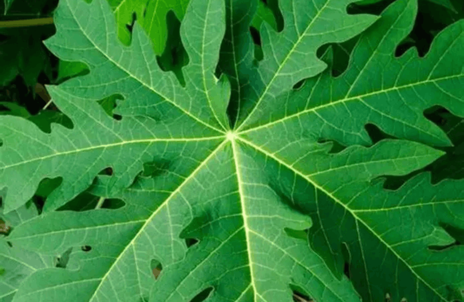 Papaya Leaf benefits and side effects