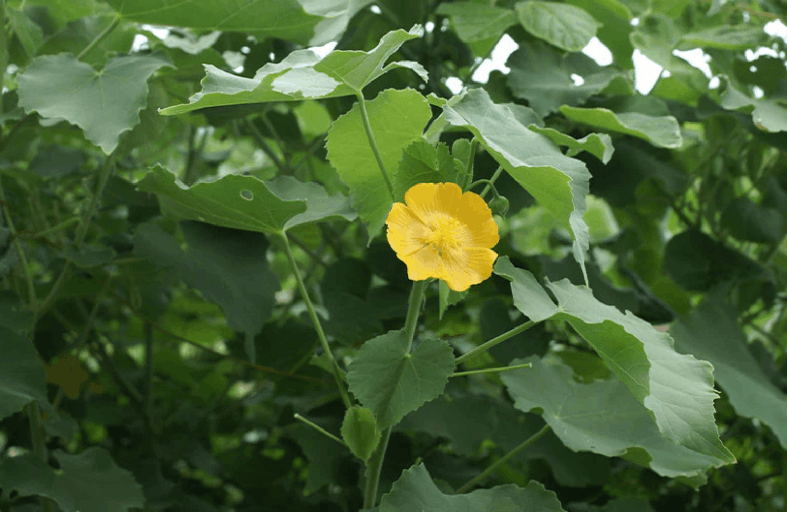 Atibala benefits and side effects