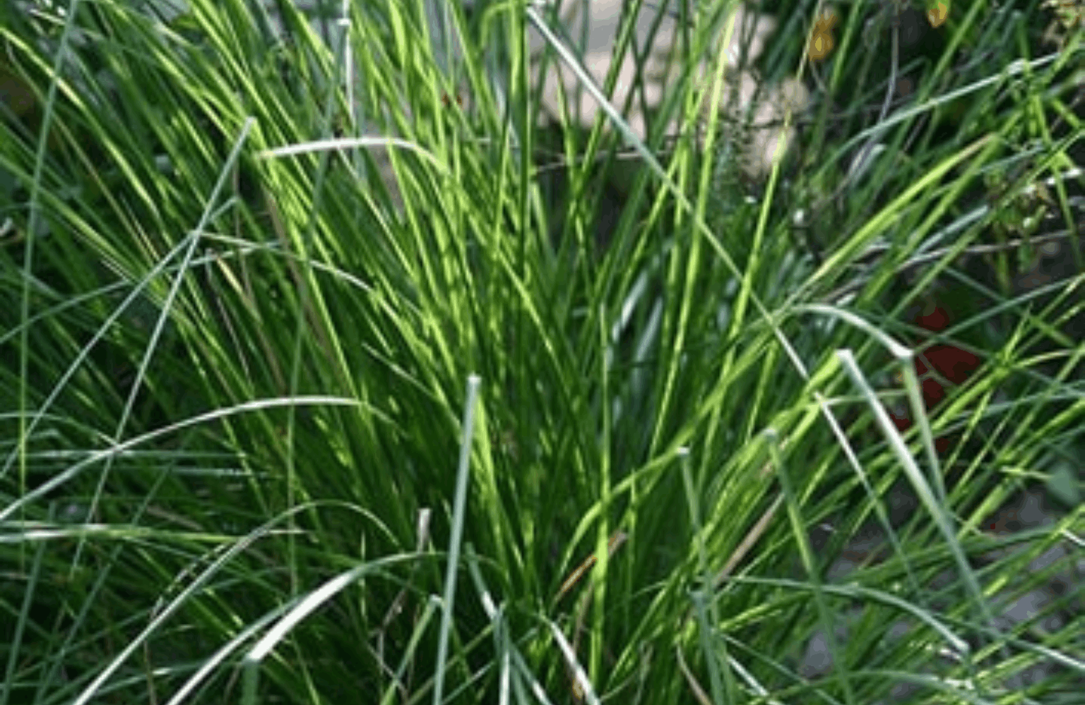 Usheer benefits and side effects