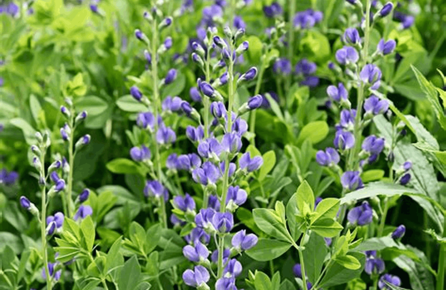Indigo benefits and side effects