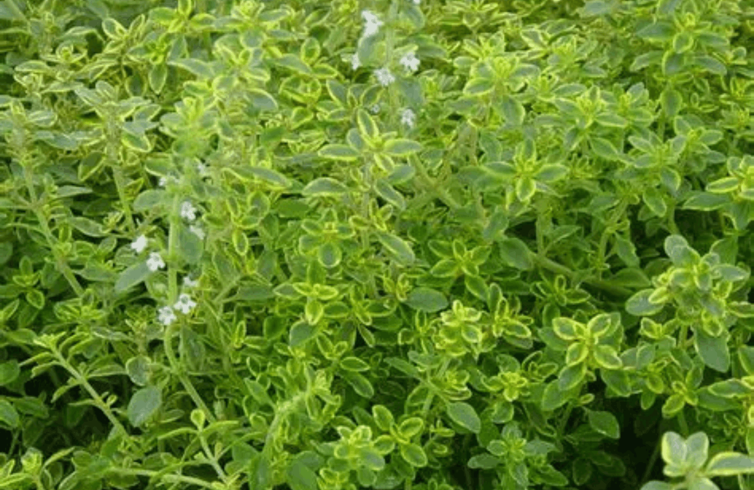 Thyme benefits and side effects