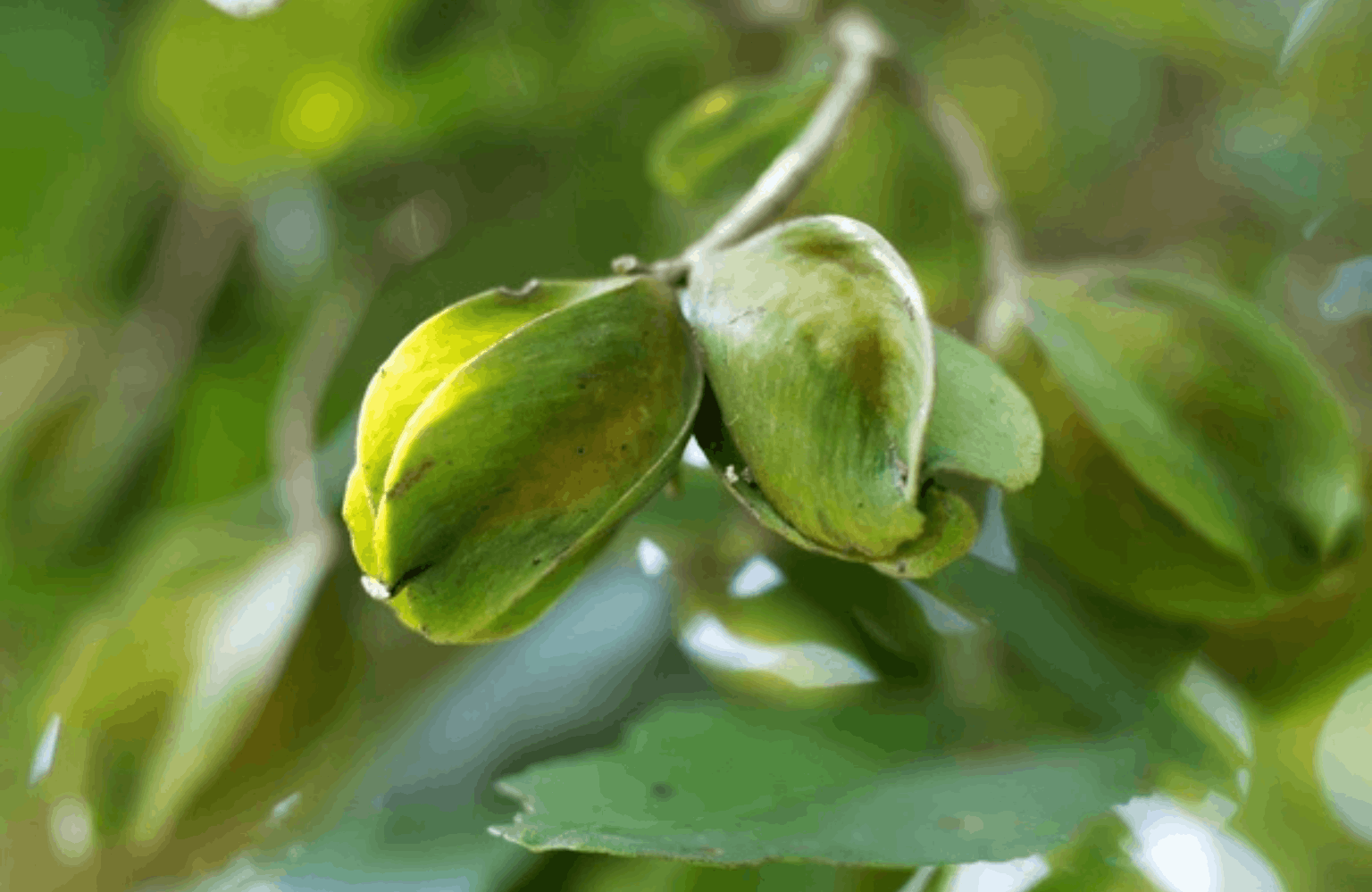 Arjunarishta benefits and side effects