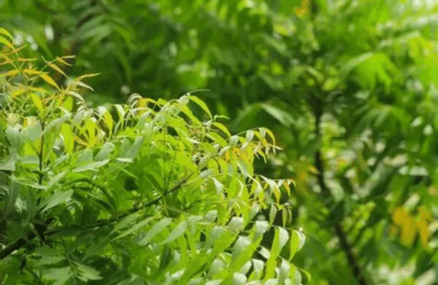 Neem benefits and side effects