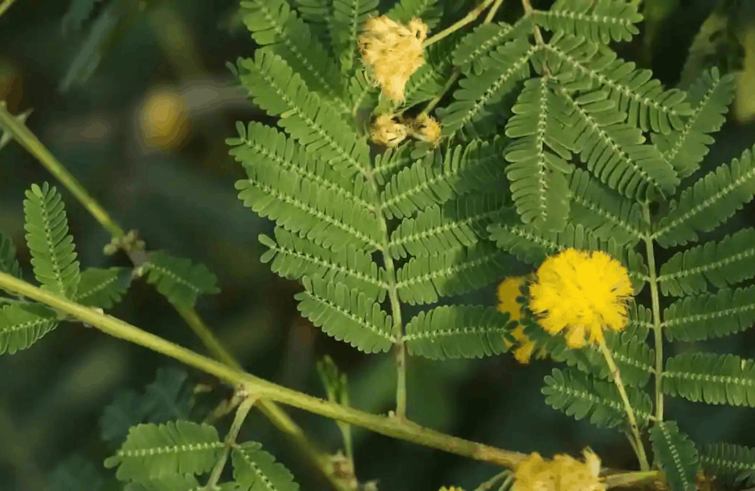 Babool benefits and side effects