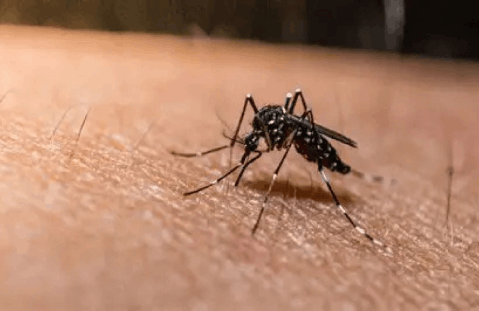 Malaria Ayurvedic Treatment | Causes & Symptoms