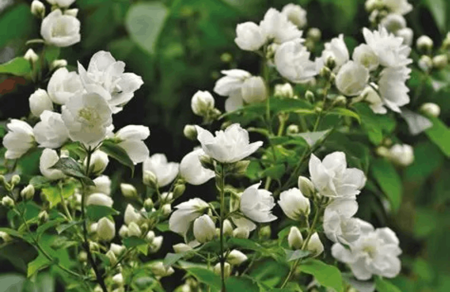 Jasmine benefits and side effects