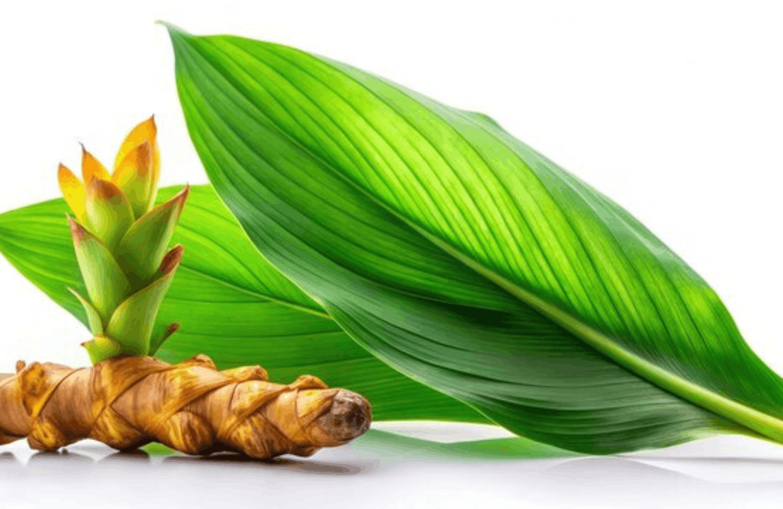 Zedoary benefits and side effects