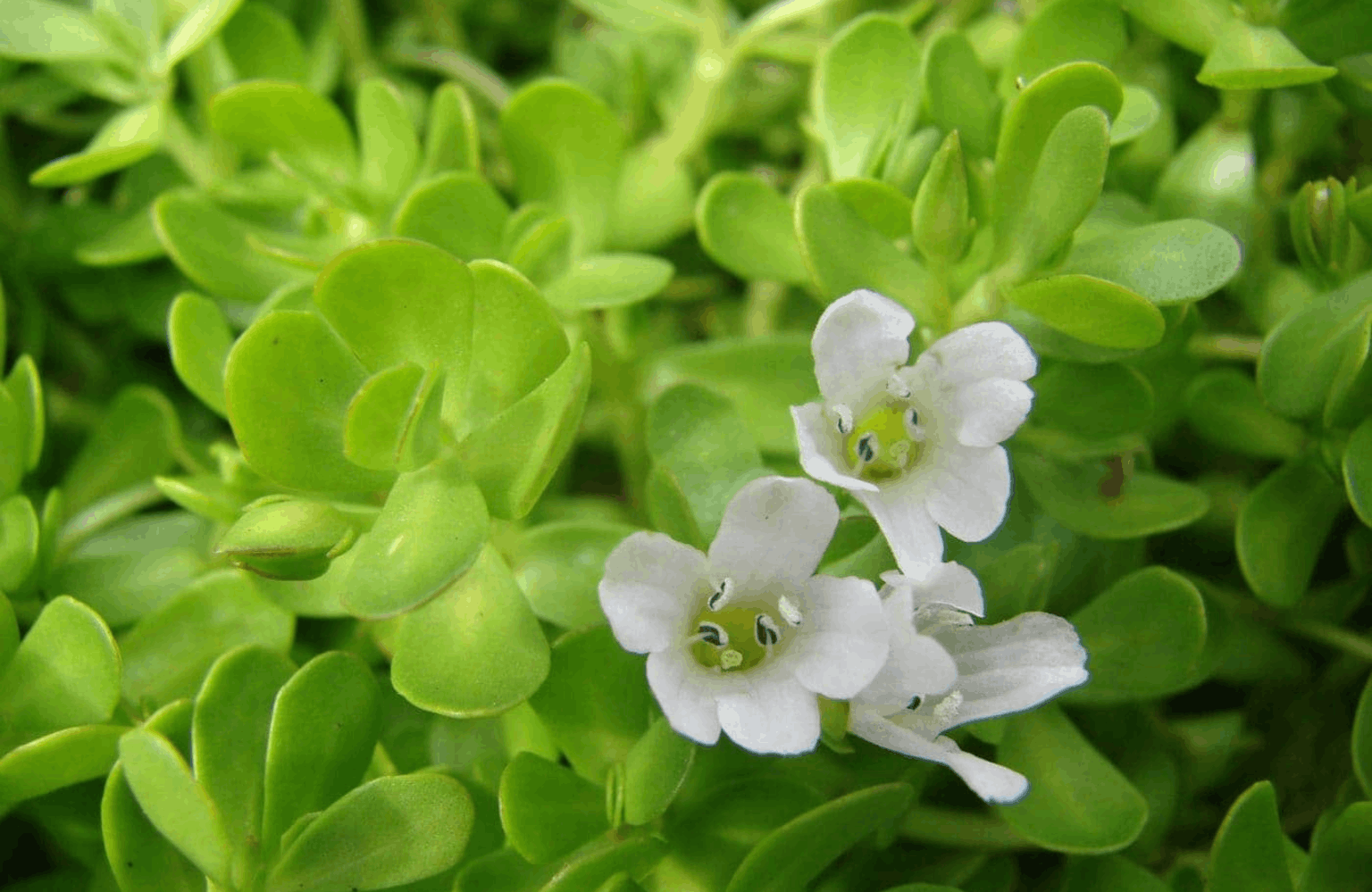 Brahmi benefits and side effects
