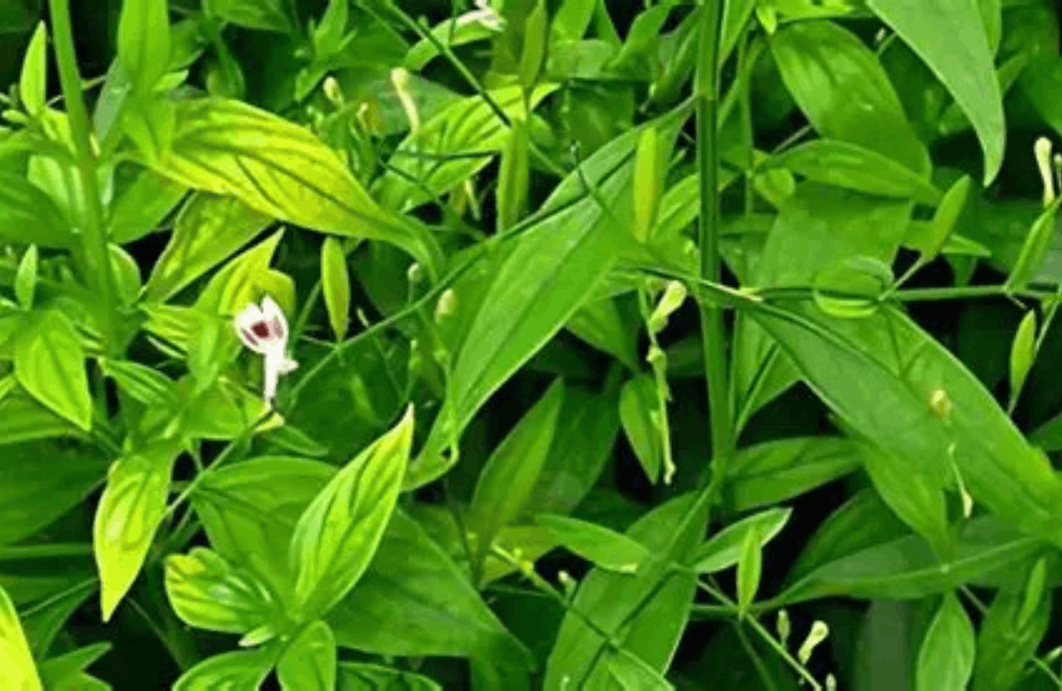 Kalmegh benefits and side effects