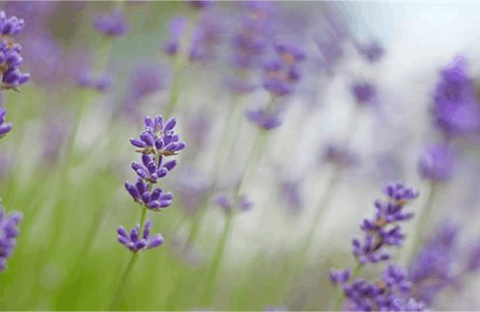 Lavender benefits and side effects