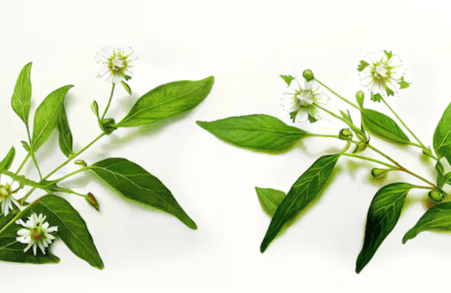 Bhringraj benefits and side effects