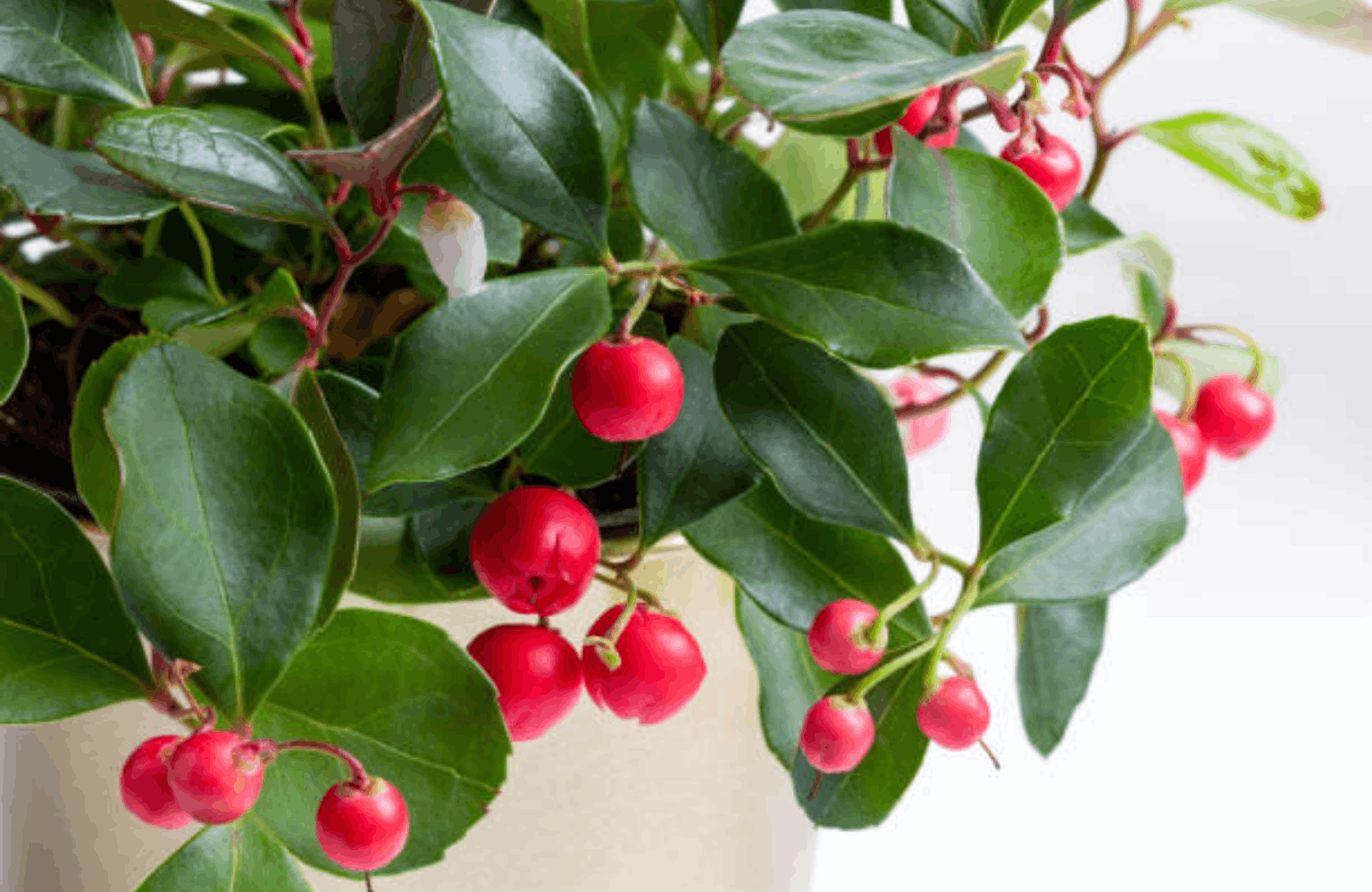 Wintergreen benefits and side effects