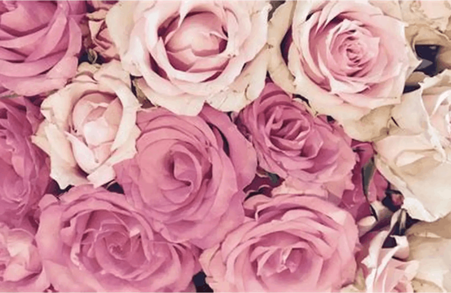 Rose benefits and side effects