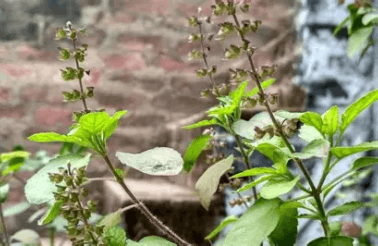 Tulsi benefits and side effects
