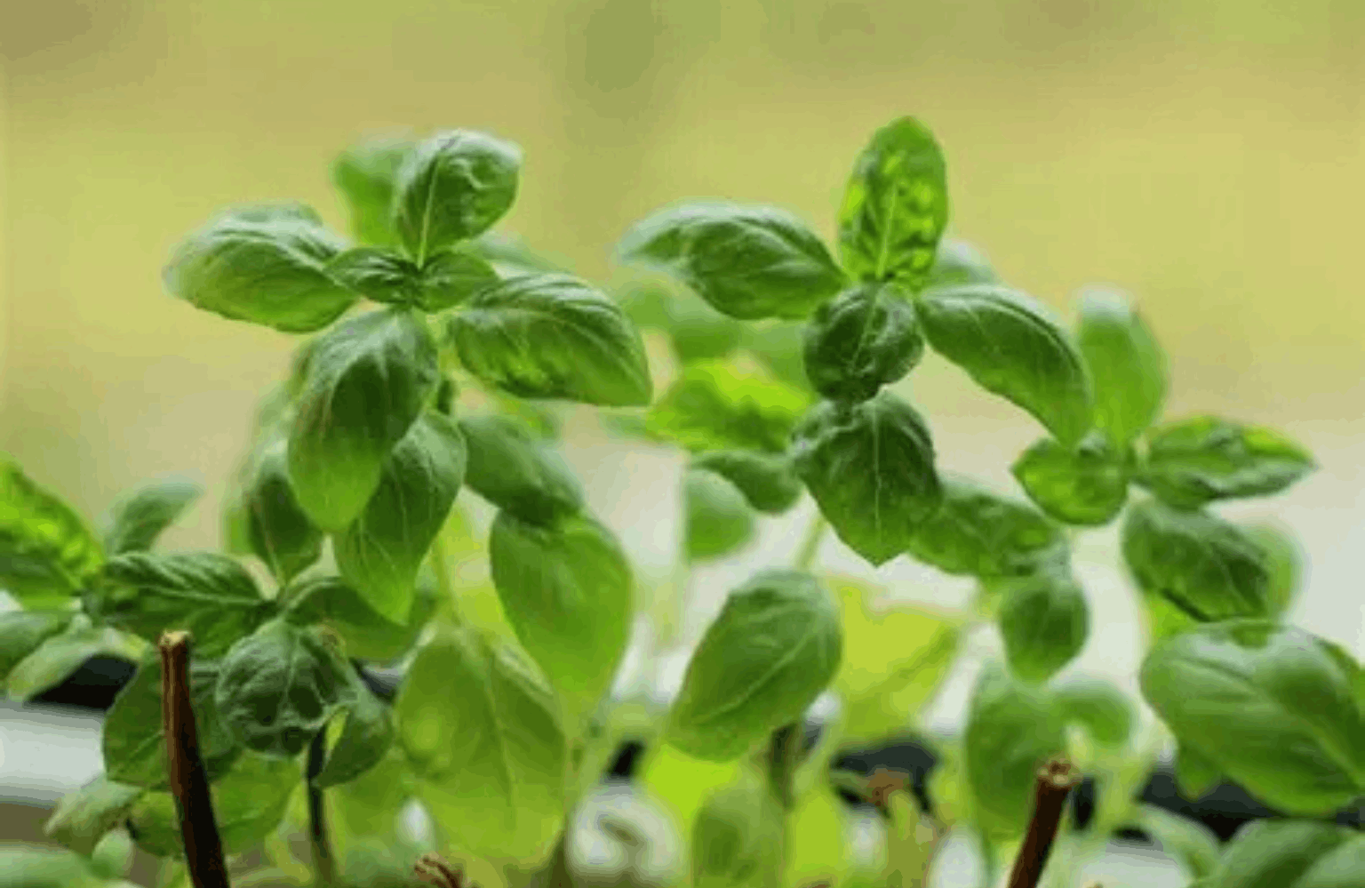 Basil benefits and side effects