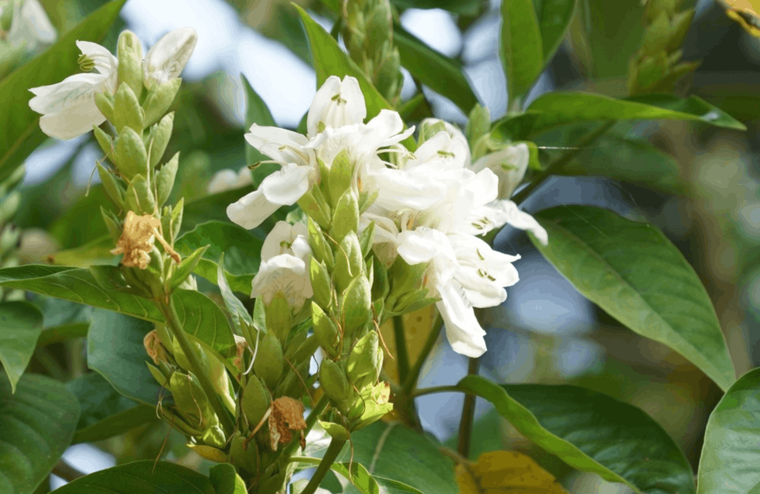 Vasaka benefits and side effects