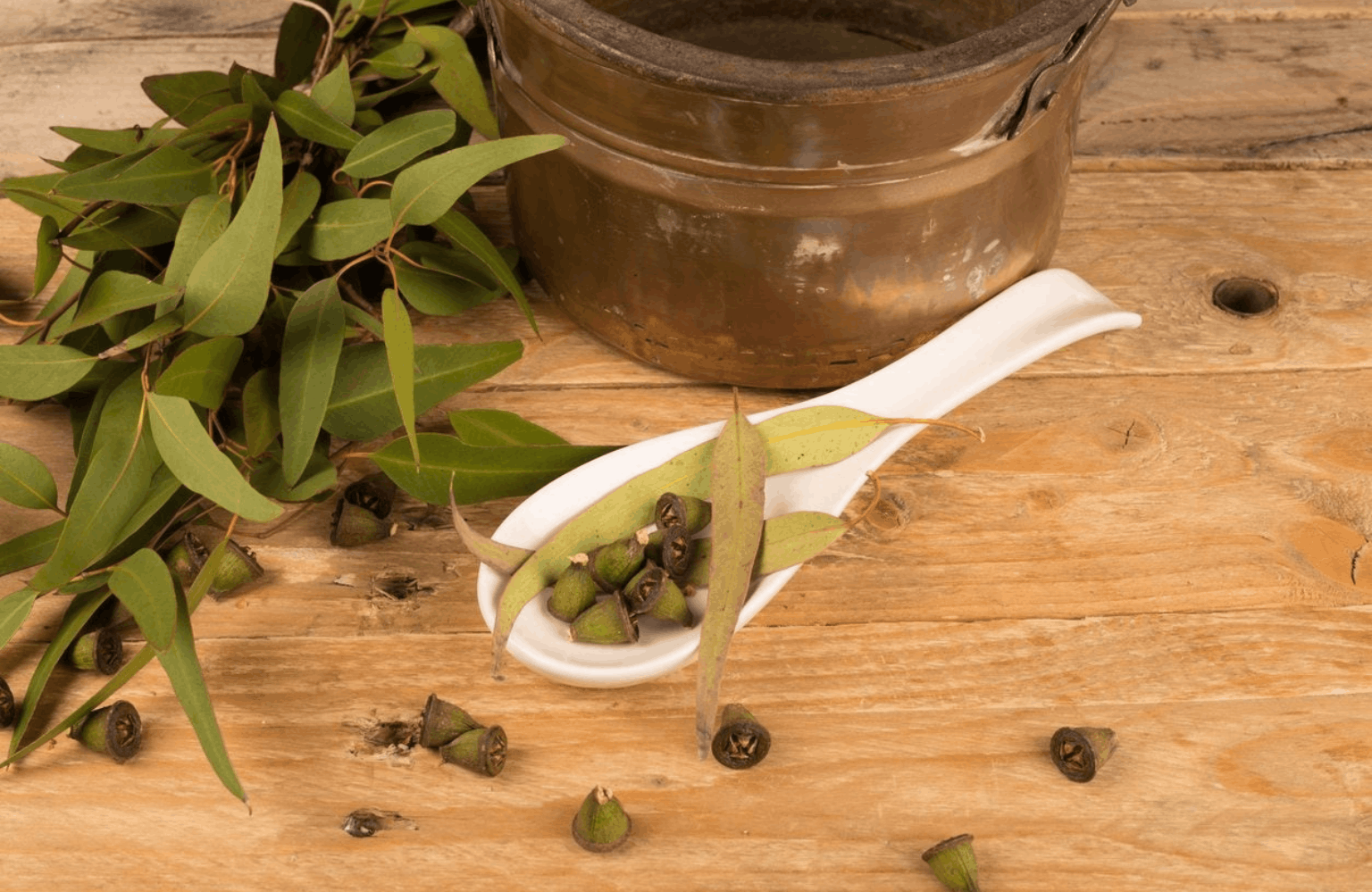 Eucalyptus benefits and side effects