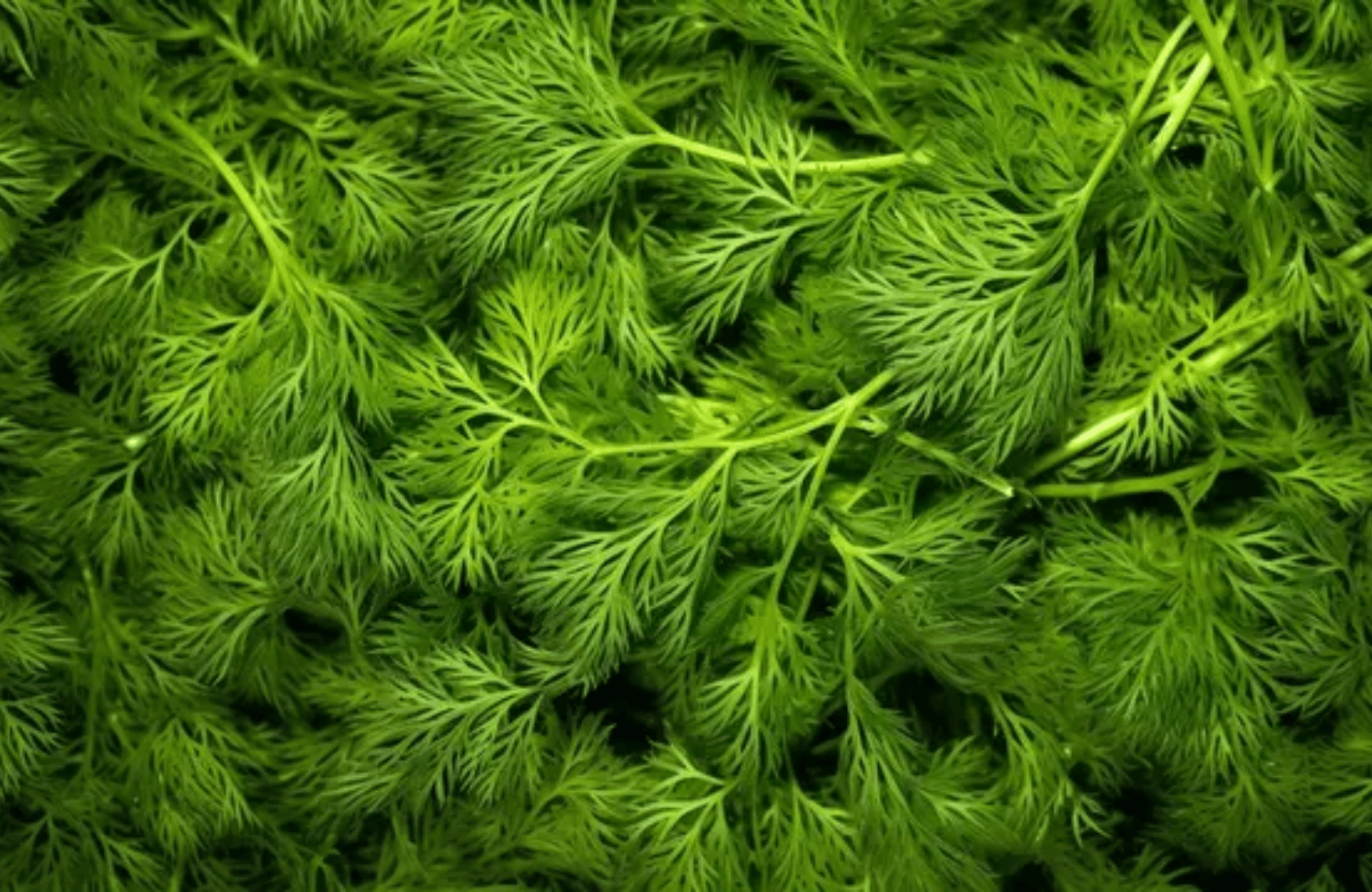 Dill benefits and side effects