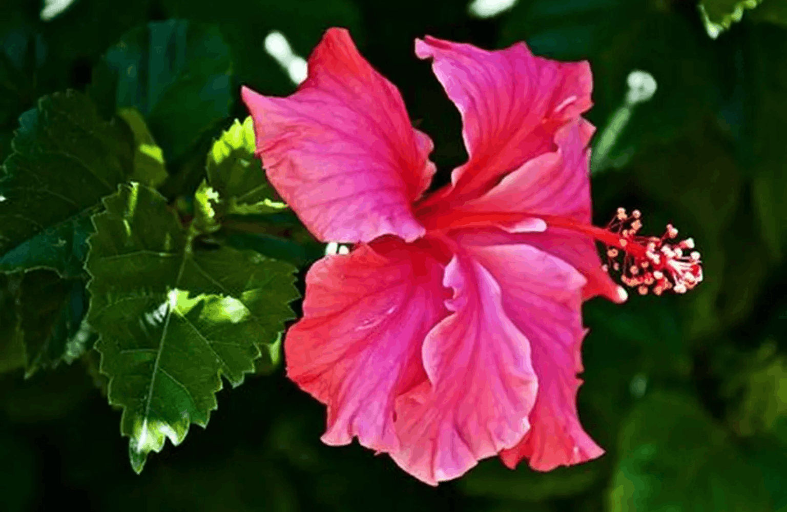 Hibiscus benefits and side effects