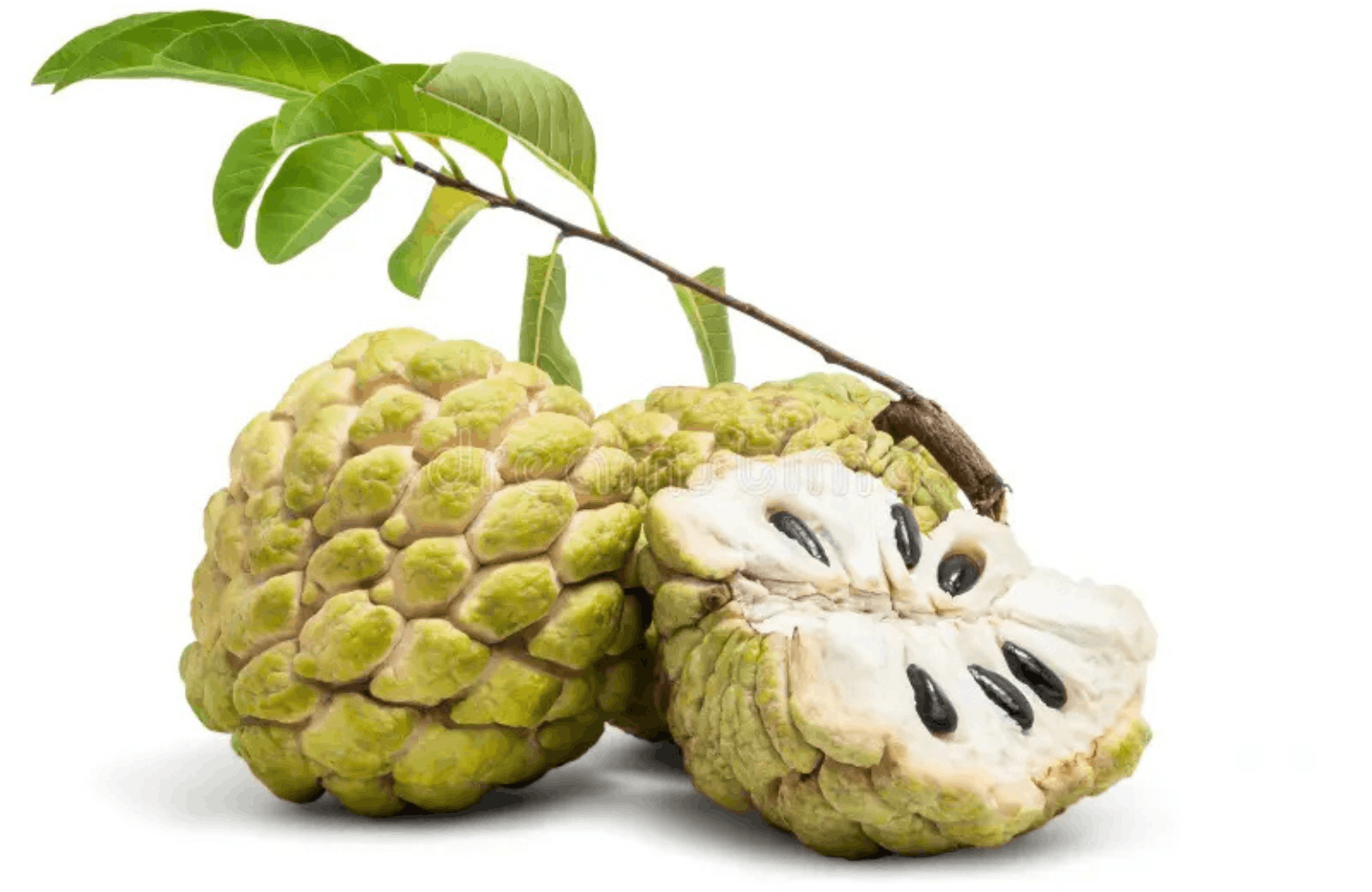 Atis benefits and side effects