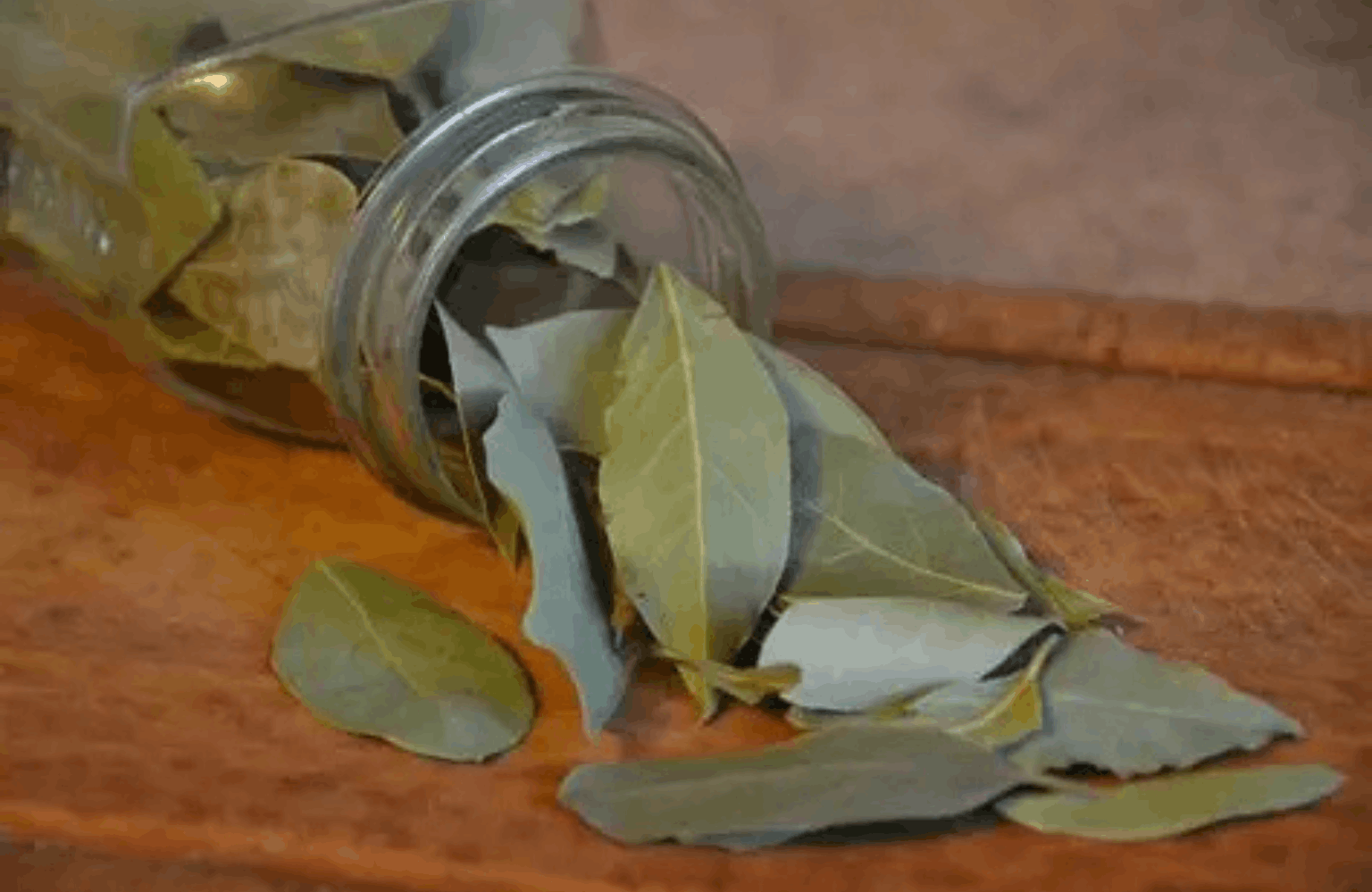 Bay Leaf benefits and side effects