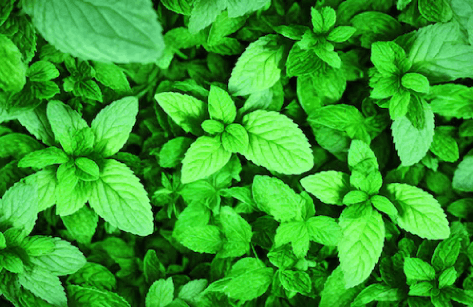 Mint benefits and side effects